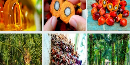 UCO Supplier - Palm by Product